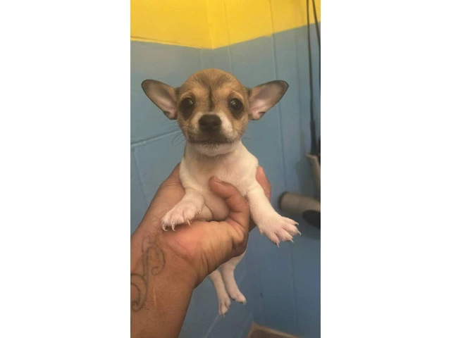 3 Apple head Chihuahua puppies for sale - 4/4