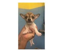 3 Apple head Chihuahua puppies for sale - 4
