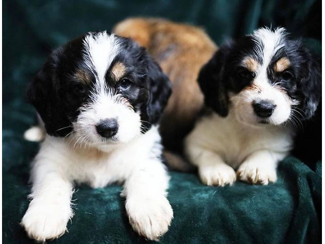 Beagle Shorkie Cross puppies - 1/7