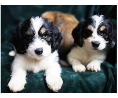 Beagle Shorkie Cross puppies