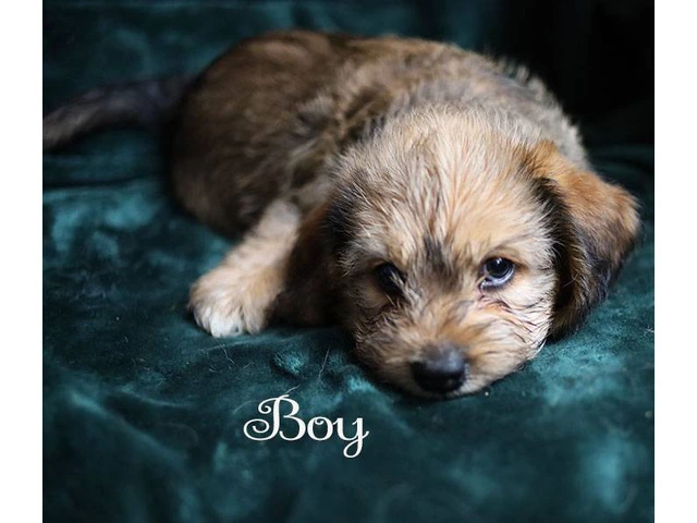 Beagle Shorkie Cross puppies - 3/7
