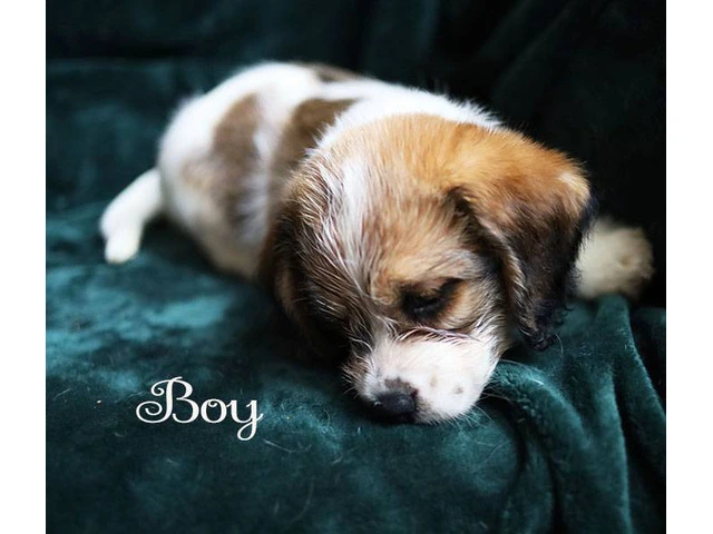 Beagle Shorkie Cross puppies - 4/7