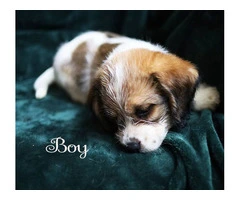 Beagle Shorkie Cross puppies - 4