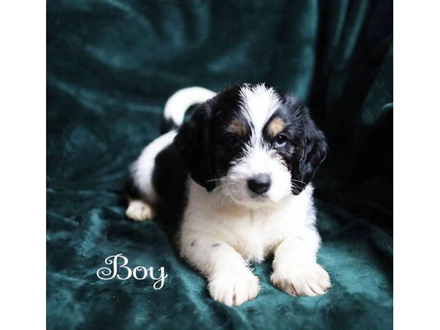 Beagle Shorkie Cross puppies - 5/7