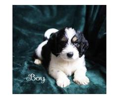 Beagle Shorkie Cross puppies - 5