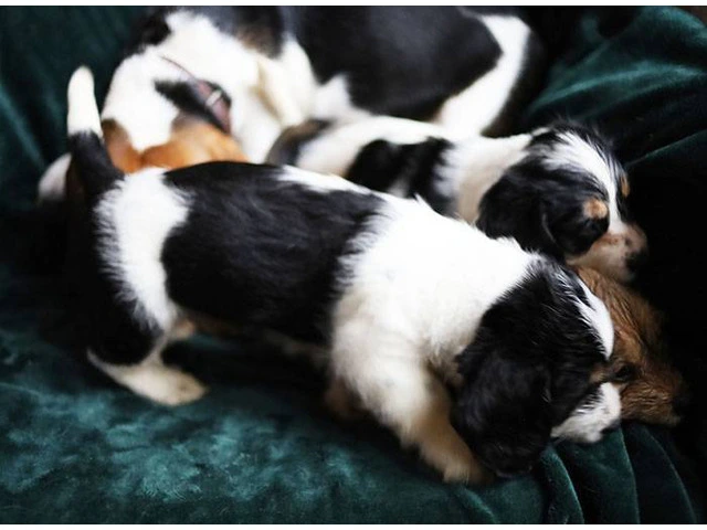 Beagle Shorkie Cross puppies - 7/7