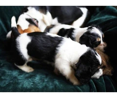 Beagle Shorkie Cross puppies - 7