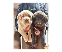 Chocolate and yellow hunting Lab puppies