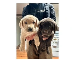 Chocolate and yellow hunting Lab puppies - 2