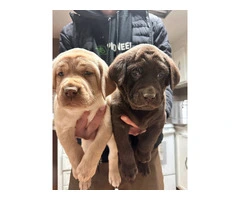Chocolate and yellow hunting Lab puppies - 3