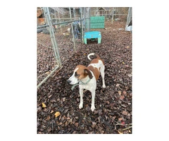 Purebred Treeing Walker coon hound dog
