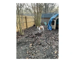 Purebred Treeing Walker coon hound dog
