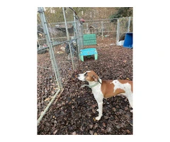 Purebred Treeing Walker coon hound dog