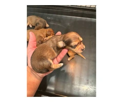 Long-haired mini Doxie puppies - 2