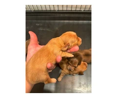Long-haired mini Doxie puppies - 8