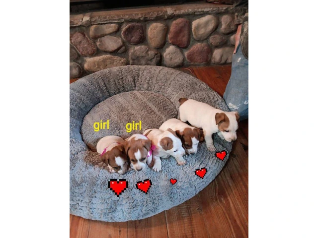 Sweet Jack Russell Terrier puppies - 1/4