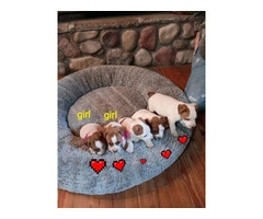 Sweet Jack Russell Terrier puppies