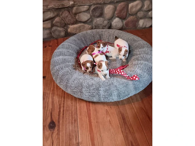 Sweet Jack Russell Terrier puppies - 2/4