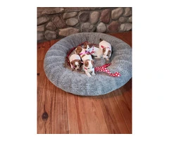 Sweet Jack Russell Terrier puppies - 2