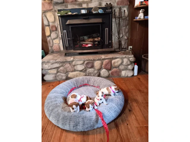 Sweet Jack Russell Terrier puppies - 3/4