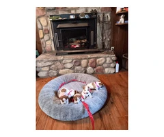 Sweet Jack Russell Terrier puppies - 3