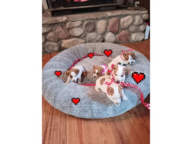 Sweet Jack Russell Terrier puppies - 4/4
