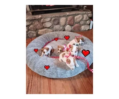 Sweet Jack Russell Terrier puppies - 4
