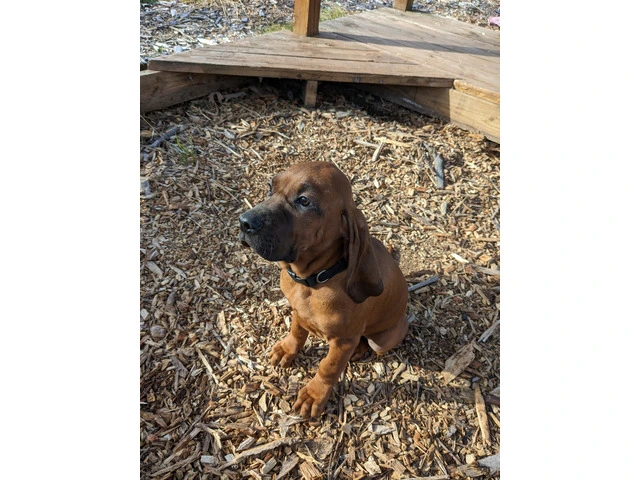 UKC RedBone Coonhound puppy - 3/3