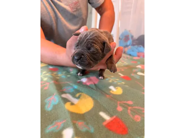 ICCF Cane Corso Puppies for Sale - 1/6