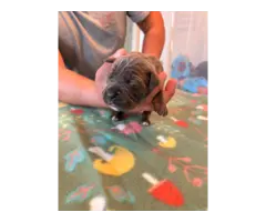 ICCF Cane Corso Puppies for Sale - 1