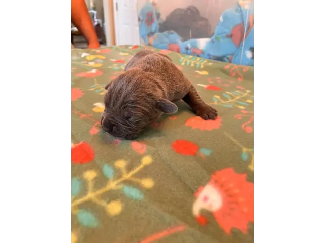 ICCF Cane Corso Puppies for Sale - 3/6