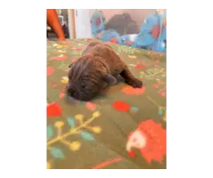 ICCF Cane Corso Puppies for Sale - 3