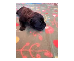ICCF Cane Corso Puppies for Sale - 4