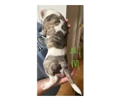 6 Brindle Pit Bull puppies available