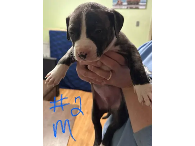 6 Brindle Pit Bull puppies available - 4/13