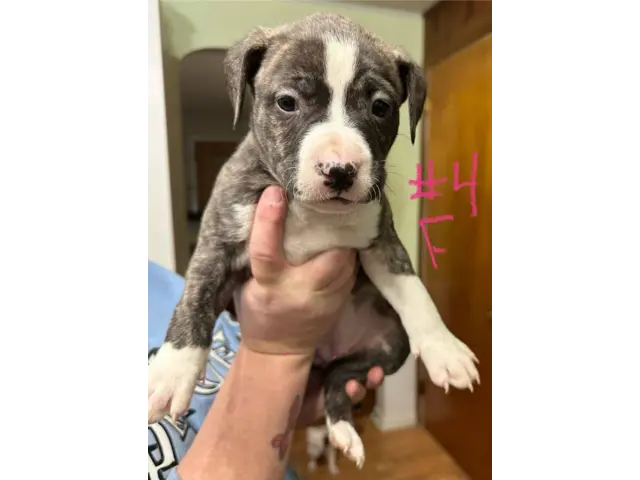 6 Brindle Pit Bull puppies available - 6/13