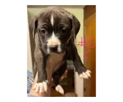6 Brindle Pit Bull puppies available - 8
