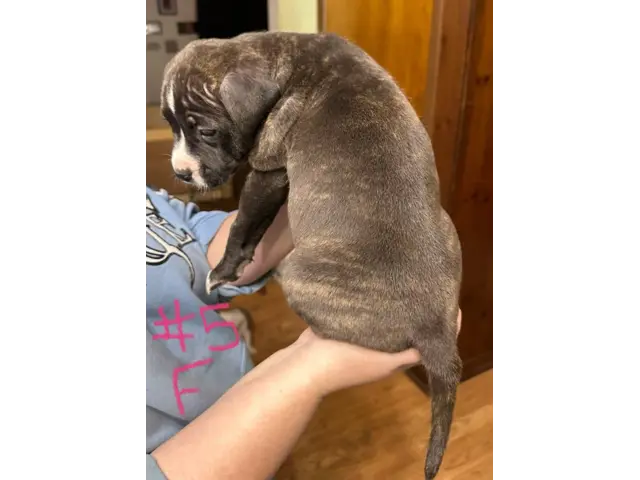 6 Brindle Pit Bull puppies available - 9/13