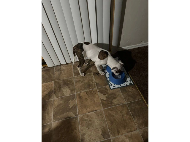 Pit bull puppy with supplies - 3/6