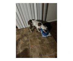 Pit bull puppy with supplies - 3