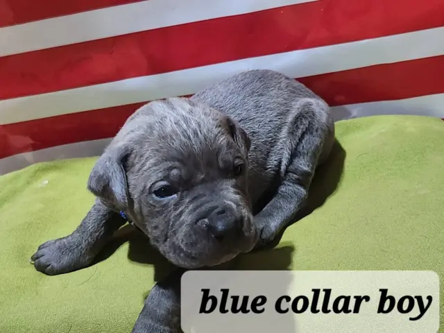 ICCF reg blue Cane Corso puppies for sale - 3/15