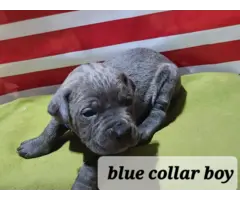 ICCF reg blue Cane Corso puppies for sale - 3