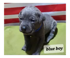ICCF reg blue Cane Corso puppies for sale - 4