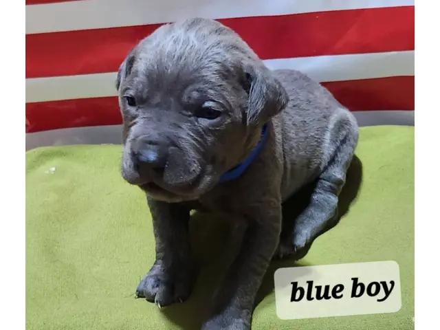 ICCF reg blue Cane Corso puppies for sale - 5/15