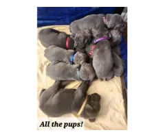 ICCF reg blue Cane Corso puppies for sale - 15