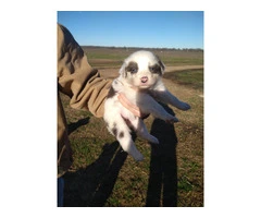 Standard Australian Shepherd puppies for sale - 6