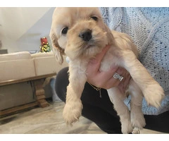 2 light gold cocker spaniel puppies for sale