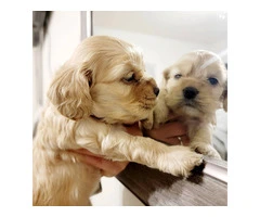 2 light gold cocker spaniel puppies for sale - 2