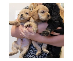 2 light gold cocker spaniel puppies for sale - 3