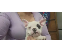 French Bulldog mix puppies for sale - 3